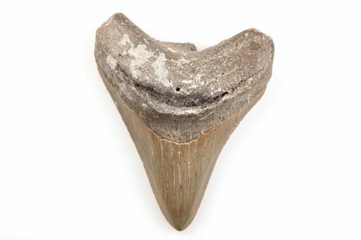 Fossil Megalodon Tooth - North Carolina #200662